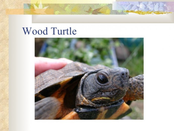 where-have-all-the-turtles-gone-16-728