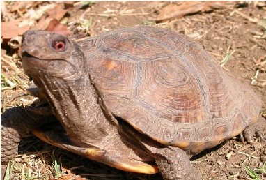 where-have-all-the-turtles-gone-2-728